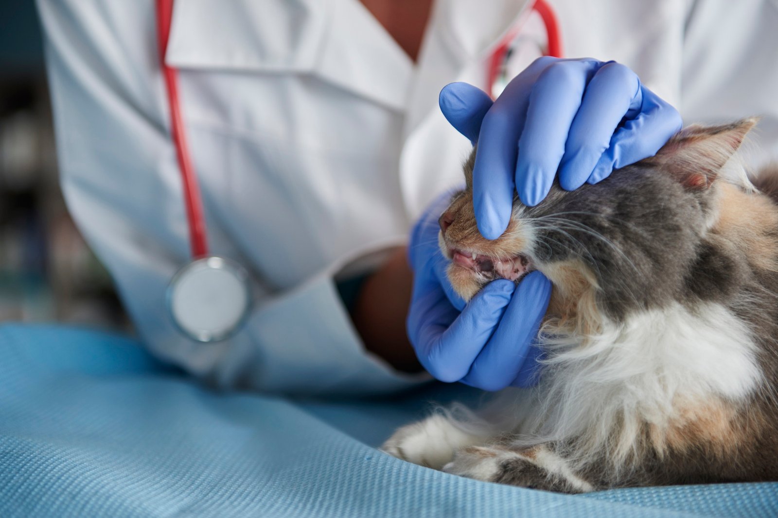 pet dental care