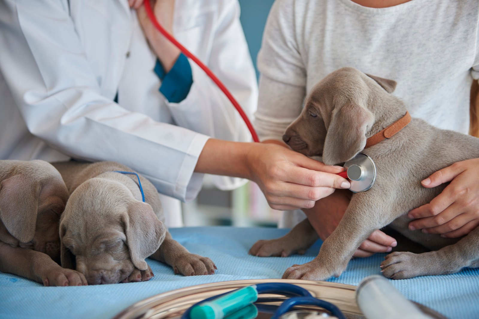 Benefits of regular pet checkups
