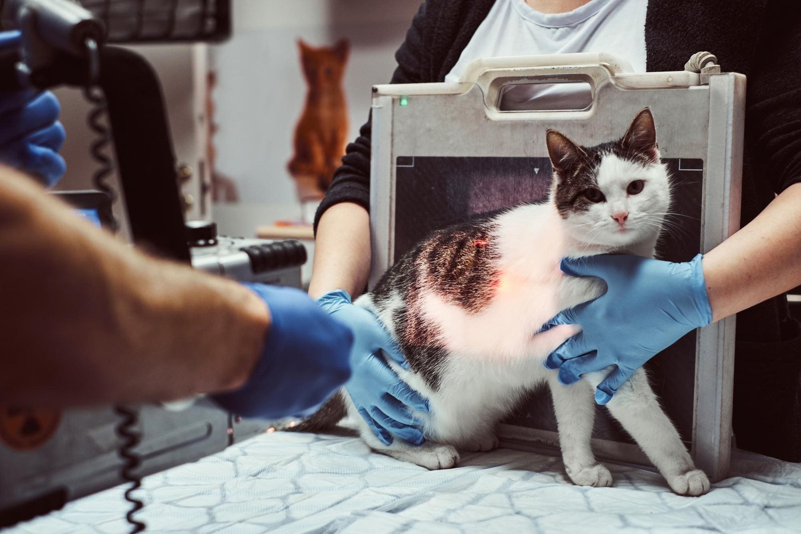 Safety in pet anaesthesia