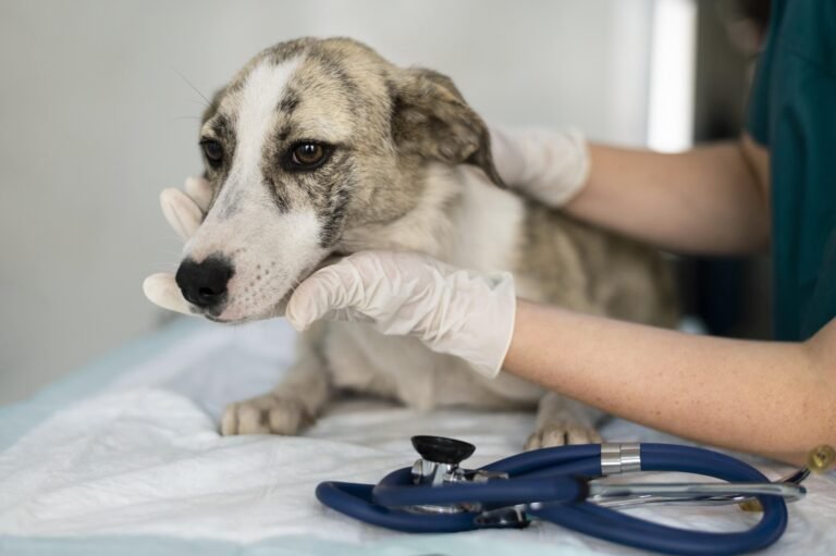 Cardiovascular Issues in Dogs and Cats