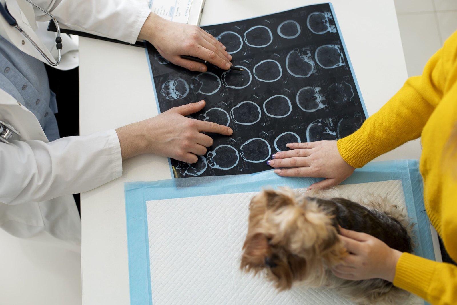 X-rays vs. Ultrasounds for Pets