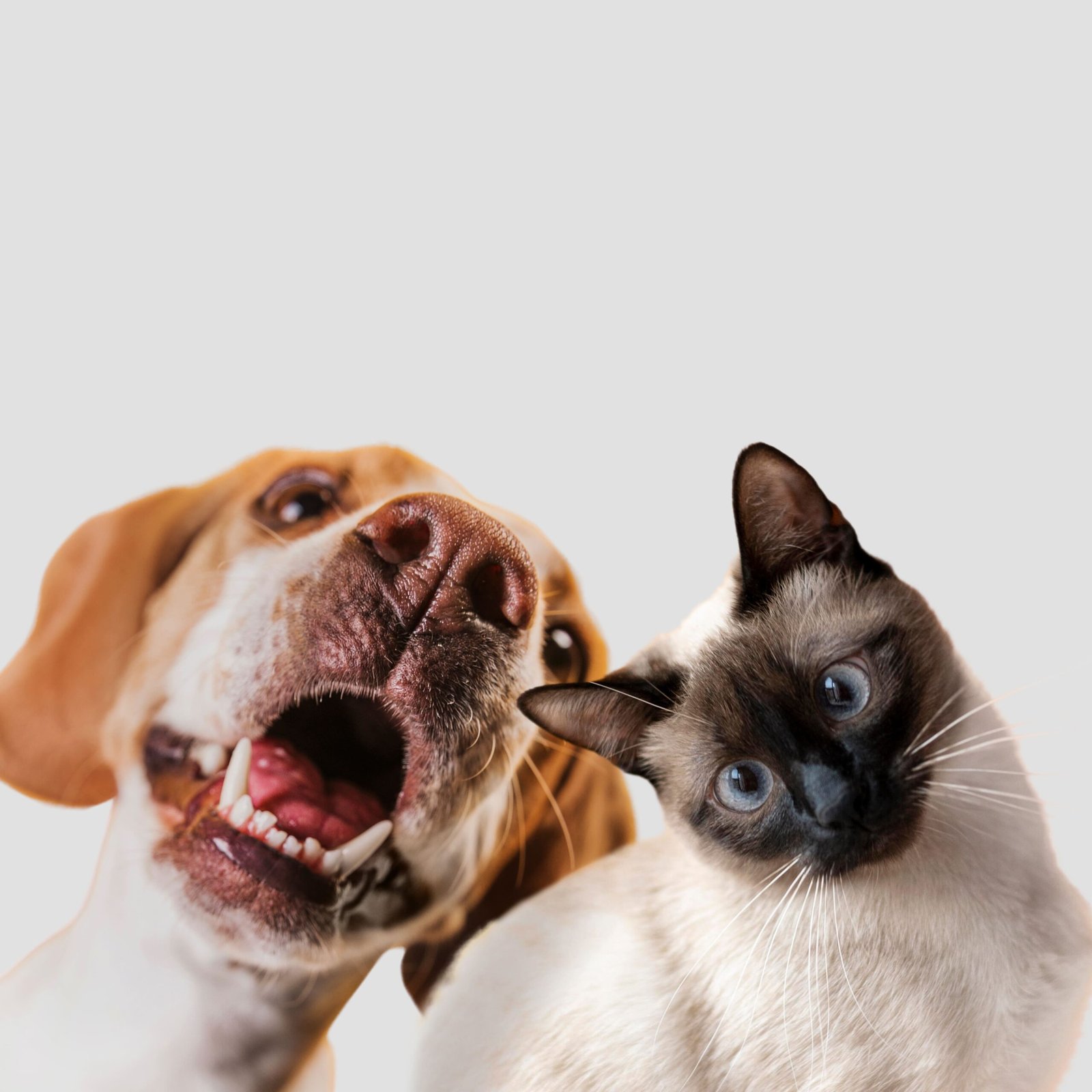 Entropion in Cats and Dogs