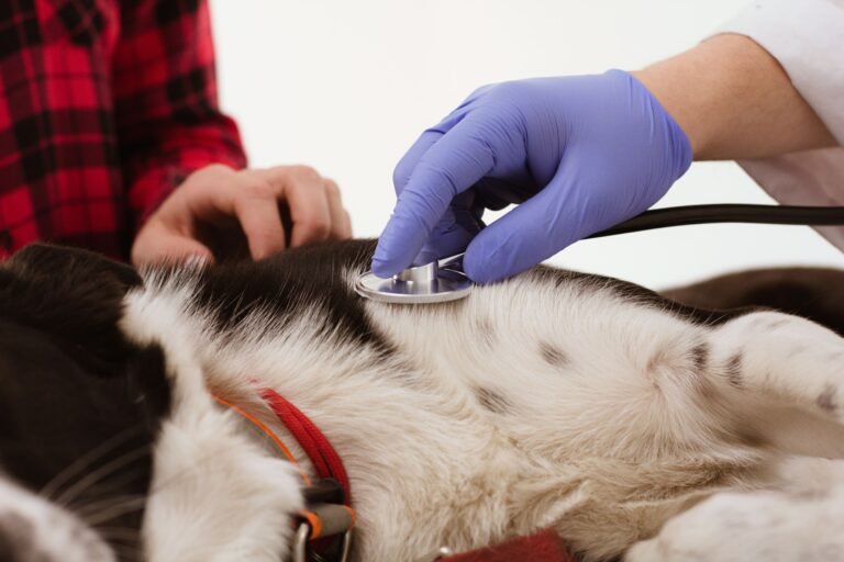 Heart Diseases in Pets