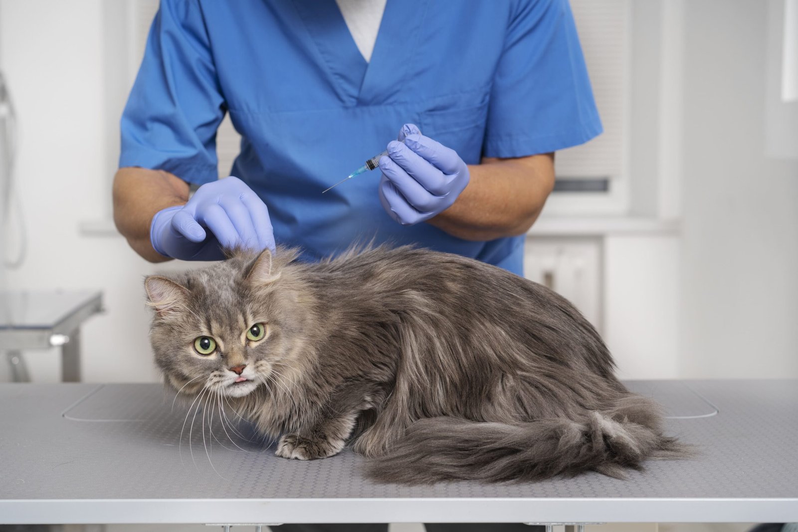 cat health disease