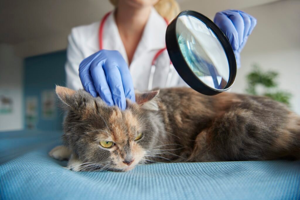 Picture Idea: Eye Problems In Cats Causes Symptoms When To See A