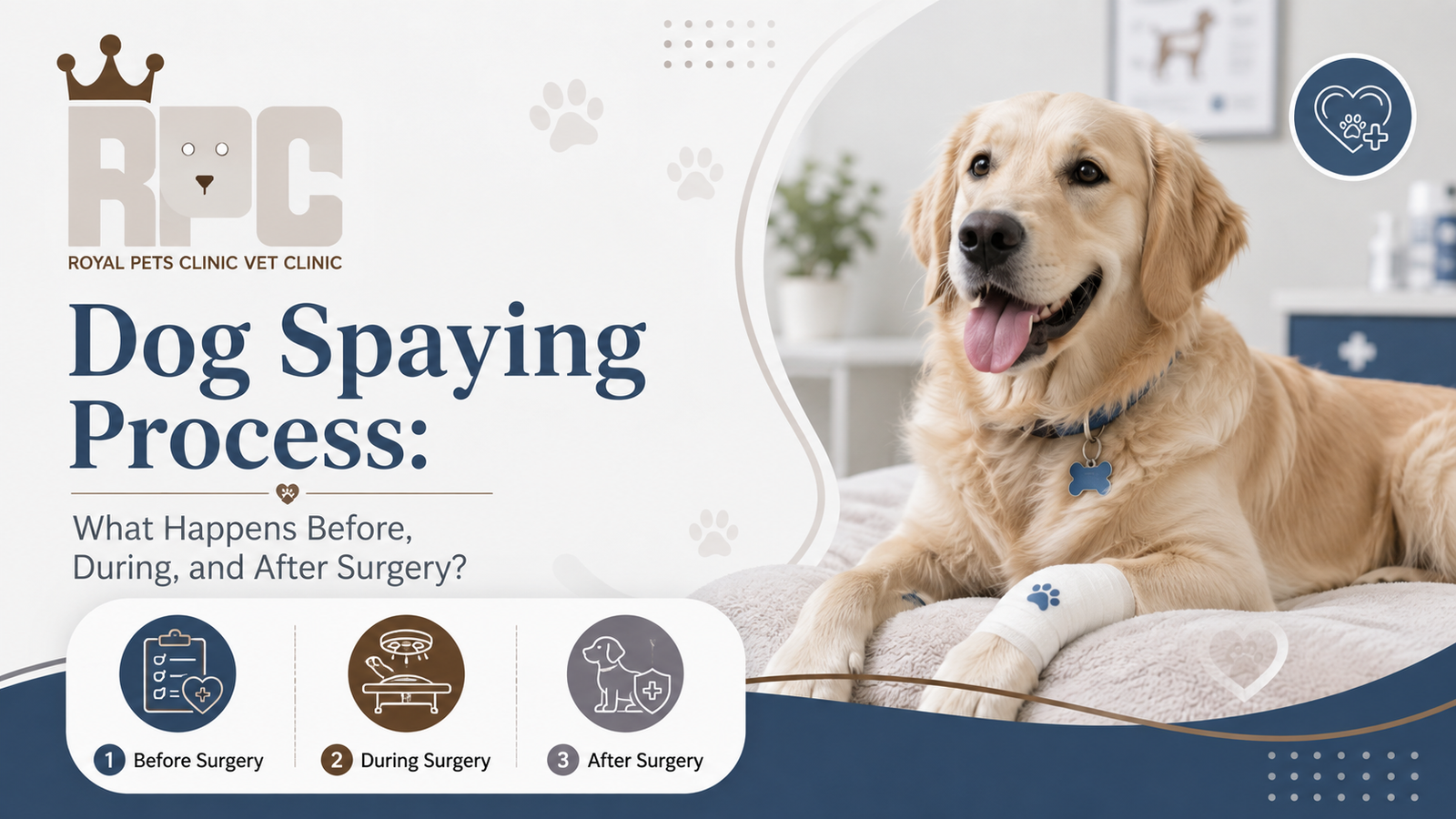 dog spaying process