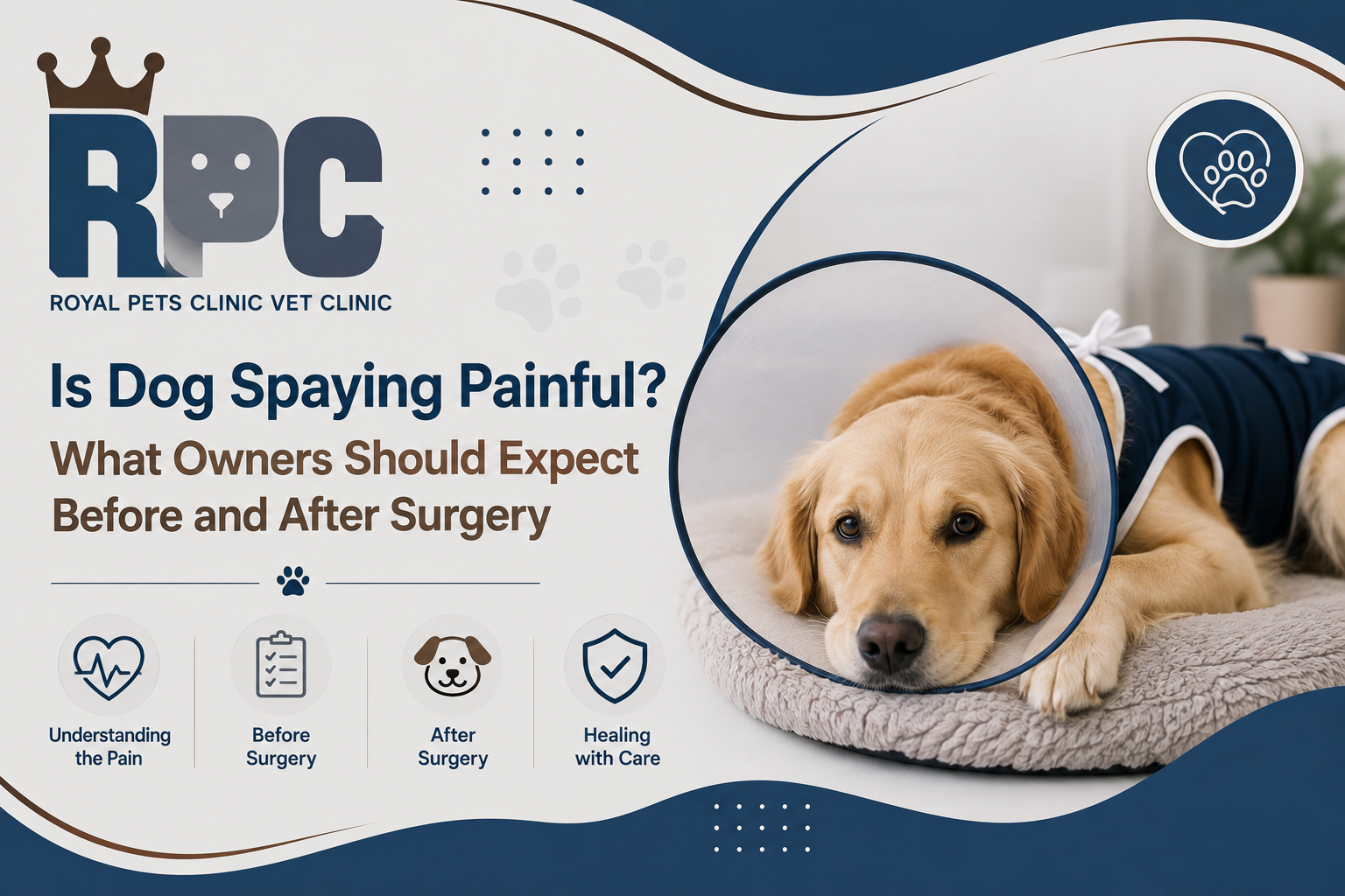 is dog spaying painful